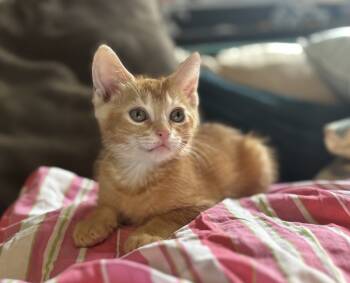 Rescue Domestic Short Hair Cats for Adoption in St. Cloud, Florida - Opalite | PetCurious