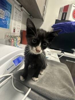 Rescue Domestic Short Hair Cats for Adoption in Grapevine, Texas - Pugsley | PetCurious