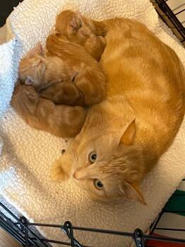 Penny -  Domestic Short Hair Cat for Adoption in The Woodlands, Texas - Penny | PetCurious