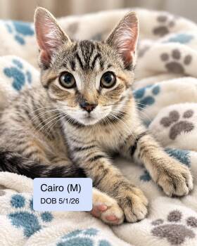 Cairo -  Domestic Short Hair and Tabby Cat for Adoption in Vacaville, California - Cairo | PetCurious