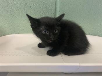 Domestic Short Hair Cats Available for Adoption in Grand Prairie, Texas - LILA | PetCurious