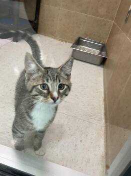 Domestic Short Hair Cats Available for Adoption in Hobbs, New Mexico - Sharkey | PetCurious