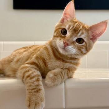 Carat -  Domestic Short Hair Cat for Adoption in Pleasanton, California - Carat | PetCurious