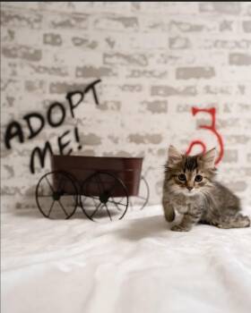 Hank -  Maine Coon and Domestic Long Hair Cat for Adoption in San Tan Valley, Arizona - Hank | PetCurious