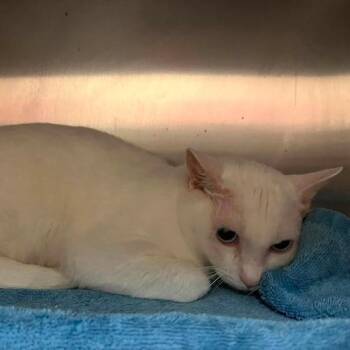 Kevwich -  Domestic Short Hair Cat for Adoption in Rocky Mount, Virginia - Kevwich | PetCurious