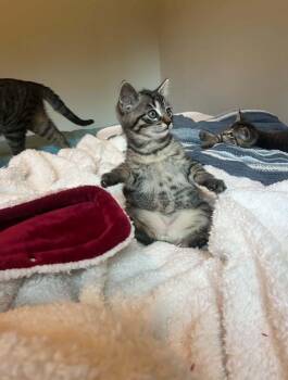 Chachi -  Domestic Short Hair Cat for Adoption in Courtenay, British Columbia - Chachi | PetCurious