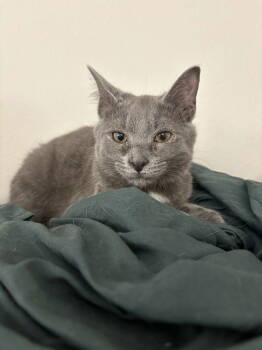 Rescue Domestic Short Hair Cats for Adoption in Holbrook, New York - YODEL | PetCurious