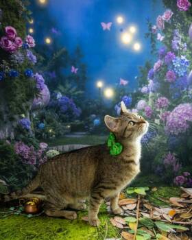 Domestic Short Hair Cats Available for Adoption - Harriet | PetCurious