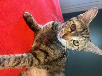 Rescue Domestic Short Hair Cats for Adoption in Louisville, Kentucky - Tiny | PetCurious