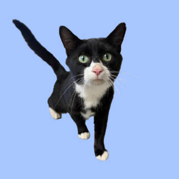 Rescue Domestic Short Hair Cats for Adoption in Tuscaloosa, Alabama - TUSC-Stray-82648 | PetCurious