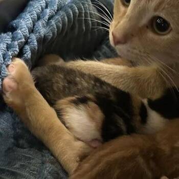 Easter -  Domestic Short Hair Cat for Adoption in Asheville, North Carolina - Easter | PetCurious