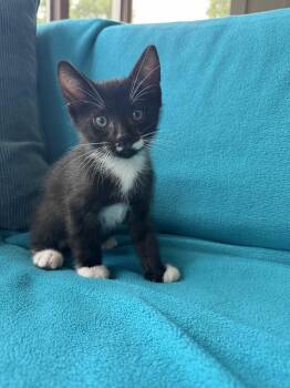 Bobby -  Tuxedo and Domestic Short Hair Cat for Adoption in Buford, Georgia - Bobby | PetCurious
