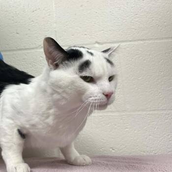 Domestic Short Hair Cats Available for Adoption - Marlow | PetCurious