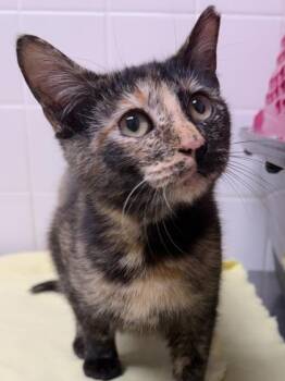 Domestic Short Hair Cats Available for Adoption - Lucille | PetCurious