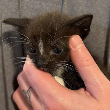 Bandit -  Domestic Short Hair Cat for Adoption in Chattanooga, Tennessee - Bandit | PetCurious