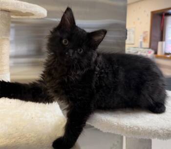 Mustard -  Domestic Long Hair Cat for Adoption in Columbus, Nebraska - Mustard | PetCurious