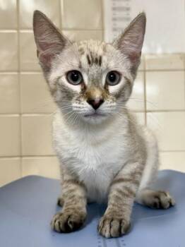 Tide Pool -  Domestic Short Hair Cat for Adoption in San Antonio, Texas - Tide Pool | PetCurious