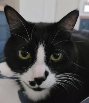 Domestic Short Hair and American Shorthair Cats Available for Adoption - Buttons | PetCurious