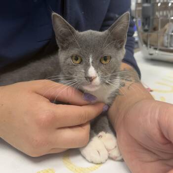 Lacie -  Domestic Short Hair Cat for Adoption in Jacksonville, Florida - Lacie | PetCurious