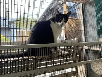Rescue Domestic Short Hair Cats for Adoption in Newport Beach, California - Garfunkle | PetCurious