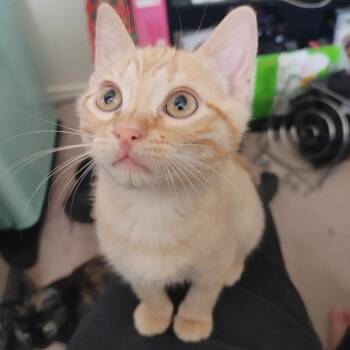 Tansy AR -  Domestic Short Hair Cat for Adoption in Austin, Texas - Tansy AR | PetCurious