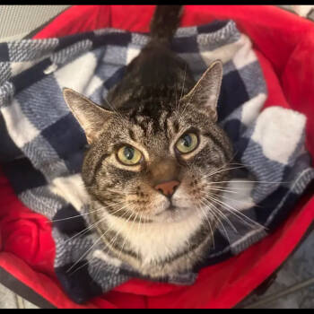 Rescue Domestic Short Hair Cats for Adoption - Antonio 3 | PetCurious