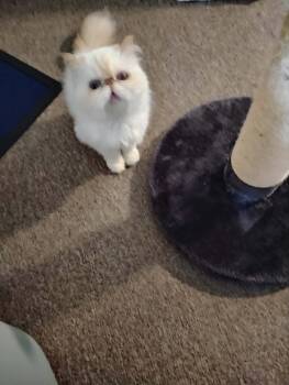 Persian -  Persian Cat for Adoption in Westfield, Massachusetts - Persian | PetCurious