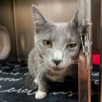Domestic Short Hair Cats Available for Adoption - Yogi | PetCurious