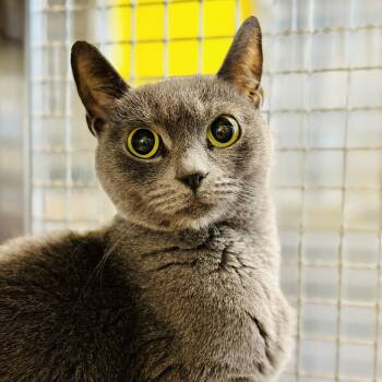 Domestic Short Hair Cats Available for Adoption in Jackson Township, New Jersey - Phoebe  | PetCurious