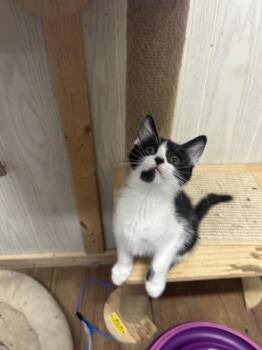 American Shorthair Cats Available for Adoption in Emerald Isle, North Carolina - Wallaby | PetCurious