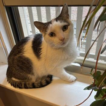 Rescue Domestic Short Hair Cats for Adoption in Oak Park, Illinois - Dodgy | PetCurious