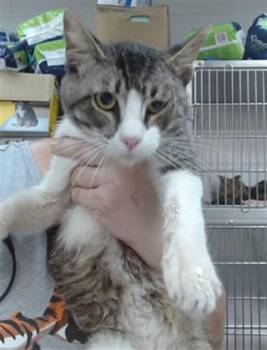 VESPER -  Domestic Short Hair Cat for Adoption in Salinas, California - VESPER | PetCurious