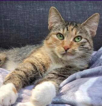 Rescue Torbie Cats for Adoption in Maple Ridge, British Columbia - Sockeye (Bonded With Corporal Truelove) | PetCurious
