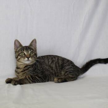 Domestic Short Hair Cats Available for Adoption in Webster, Texas - Milo (Formerly Kingpin) | PetCurious