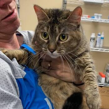 Gemma -  Tabby Cat for Adoption in Wyandotte, Michigan - Gemma | PetCurious