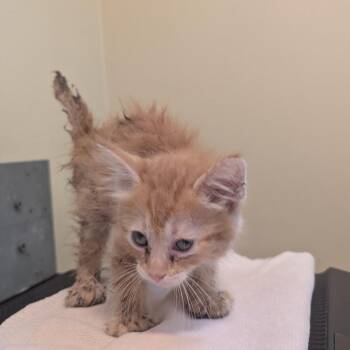 Red Collar -  Domestic Short Hair Cat for Adoption in Pasadena, California - Red Collar | PetCurious