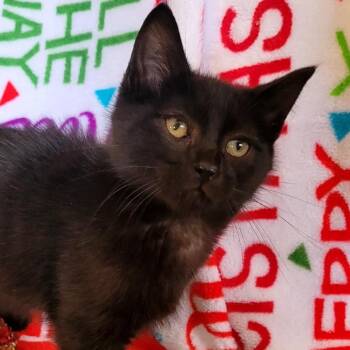 Domestic Short Hair Cats Available for Adoption in Kittanning, Pennsylvania - Orion | PetCurious
