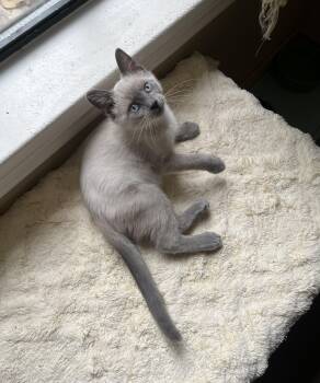 Turbo -  Siamese and Domestic Short Hair Cat for Adoption in Hillsboro, Texas - Turbo | PetCurious