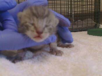SILVER -  Domestic Short Hair Cat for Adoption in Sacramento, California - SILVER | PetCurious