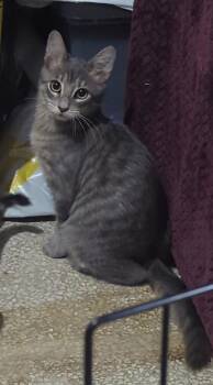 Moxie -  Tabby Cat for Adoption in Tampa, Florida - Moxie | PetCurious