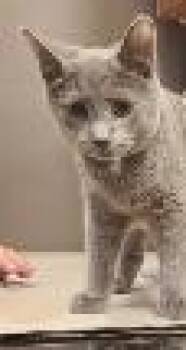 Rescue Domestic Short Hair Cats for Adoption in Cincinnati, Ohio - Pete | PetCurious