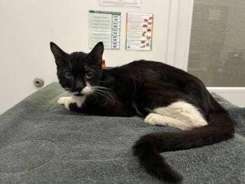 Mister Scurvy -  Domestic Short Hair Cat for Adoption in Kansas City, Missouri - Mister Scurvy | PetCurious