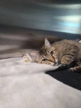 SPARKY -  Domestic Short Hair Cat for Adoption in St. Louis, Missouri - SPARKY | PetCurious