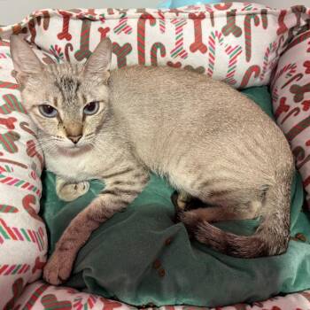Lilac -  Domestic Short Hair Cat for Adoption in NEW PT RICHEY, Florida - Lilac | PetCurious