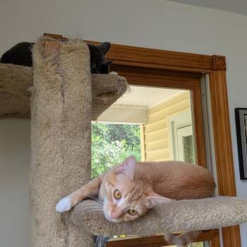 Kerrygold -  Domestic Short Hair Cat for Adoption in Wakefield, Massachusetts - Kerrygold | PetCurious