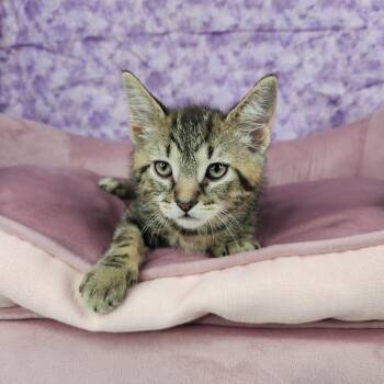 Pegasus -  Domestic Short Hair Cat for Adoption in Fort Wayne, Indiana - Pegasus | PetCurious