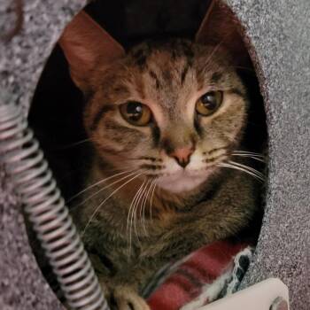 Sapphire -  Domestic Short Hair Cat for Adoption in Baltimore, Maryland - Sapphire | PetCurious