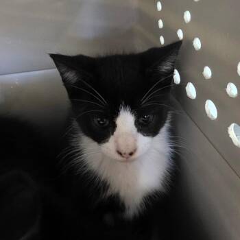 Arthur -  Domestic Short Hair Cat for Adoption in Watertown, New York - Arthur | PetCurious
