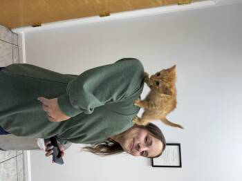 American Shorthair Cats Available for Adoption in Marvin, North Carolina - Oliver | PetCurious