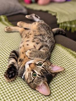 Fritter Z -  Domestic Short Hair Cat for Adoption in Fresno, California - Fritter Z | PetCurious